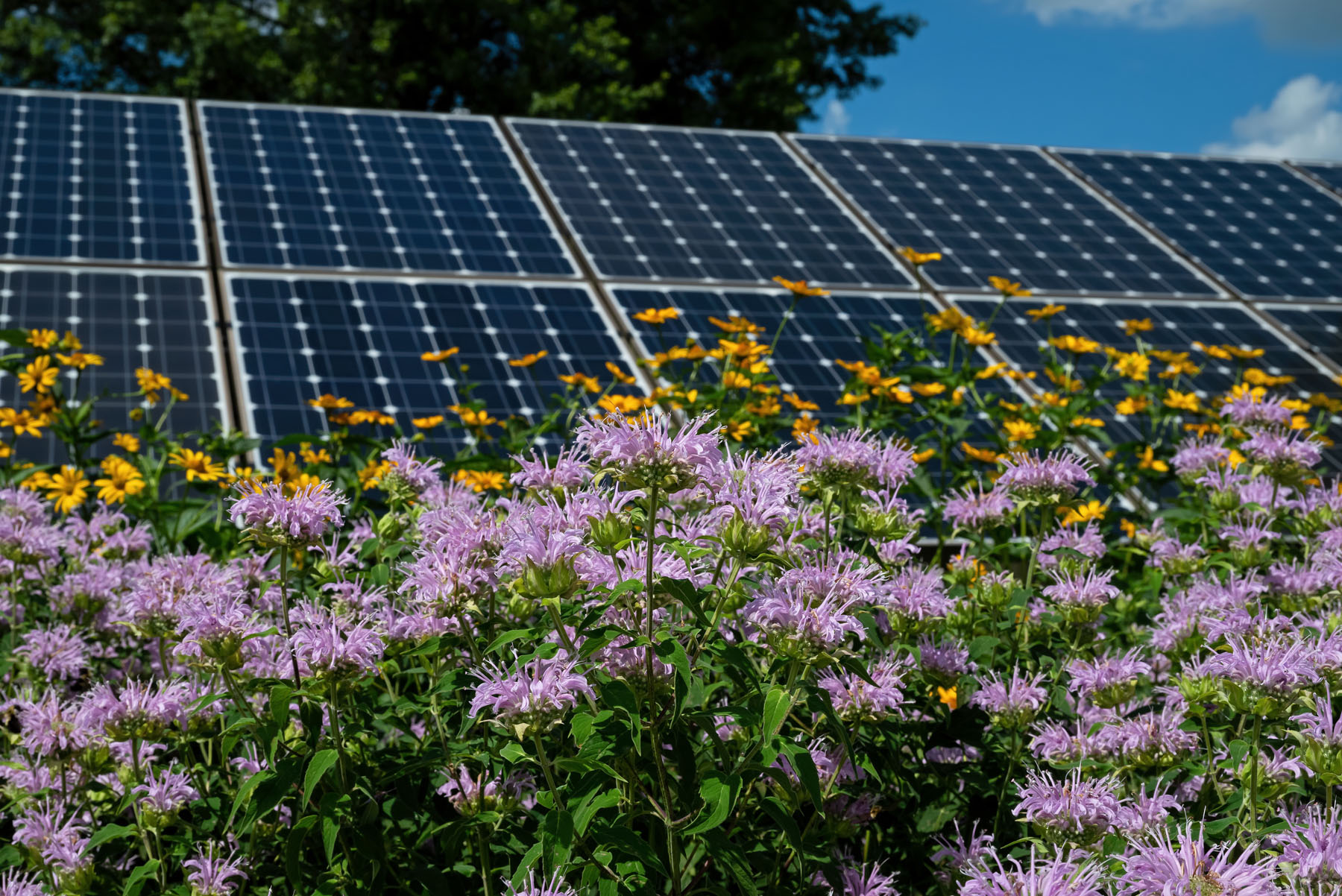 Flowers near Solar Farm in Illinois by Lakeside Energy