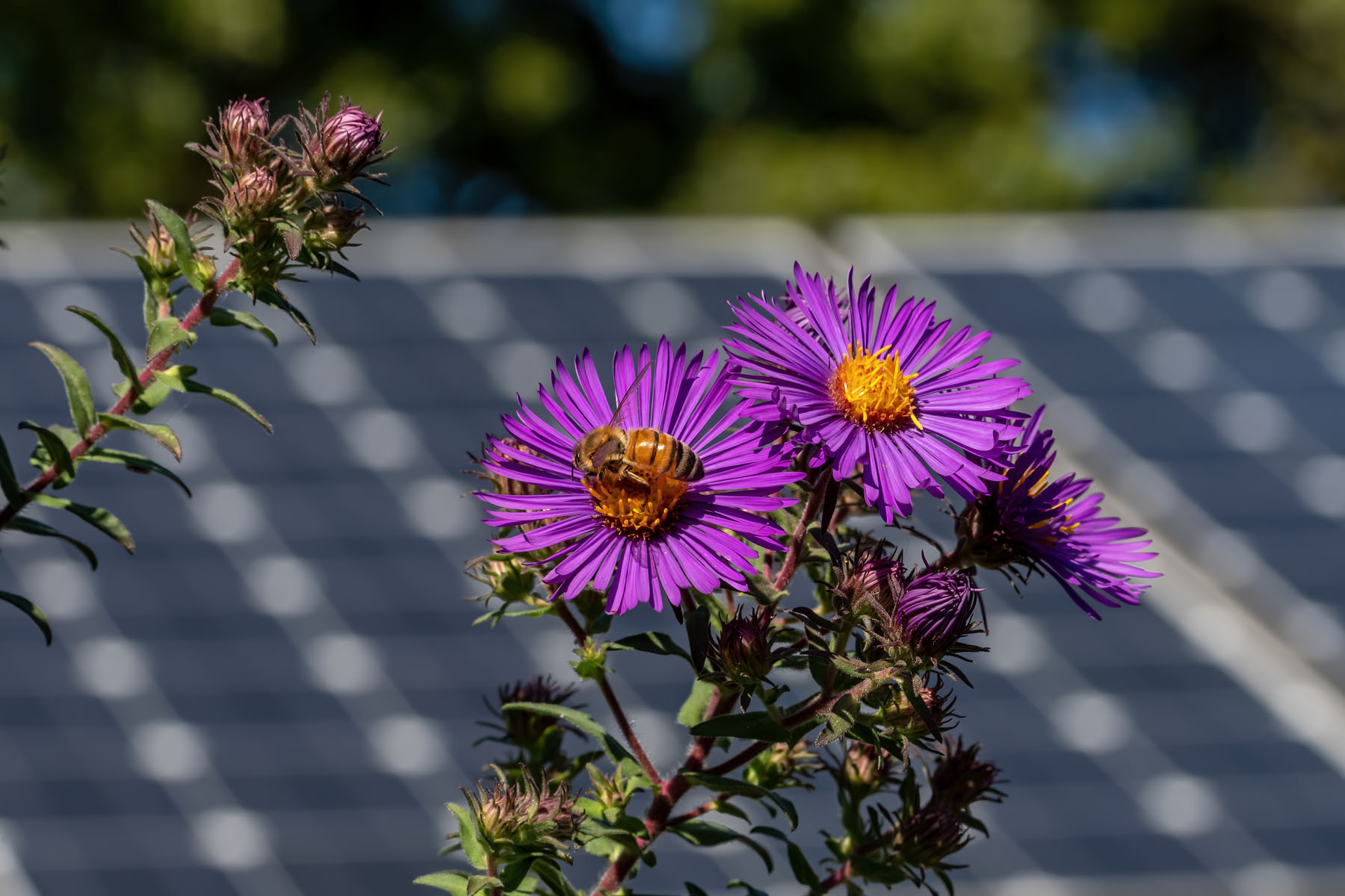 Solar Community flowers by Lakeside Energy