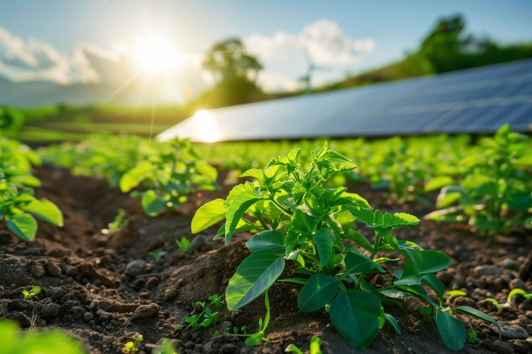 Solar Community garden by Lakeside Energy in Illinois